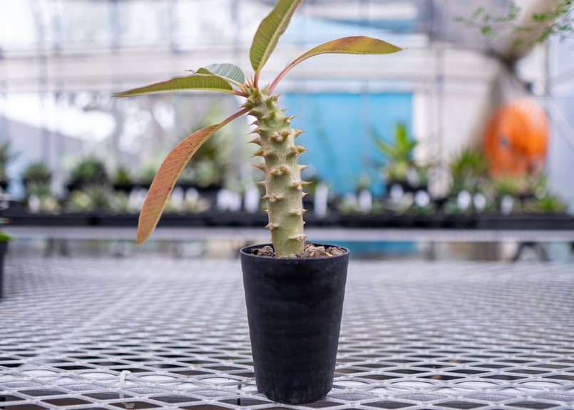 パキポディウム バロニー 【1】 | mana's farm:塊根植物・アガベ