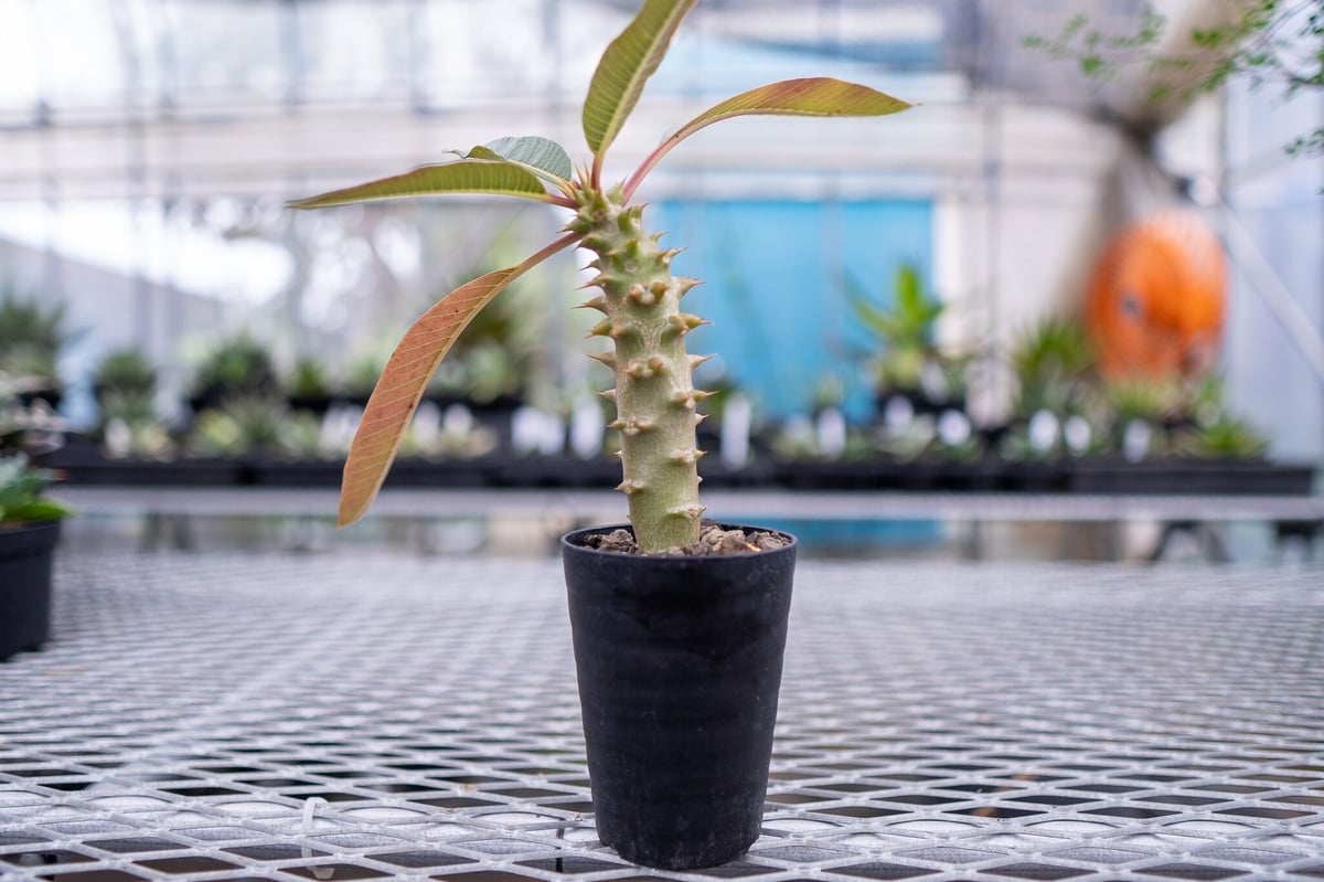 パキポディウム バロニー 【1】 | mana's farm:塊根植物・アガベ