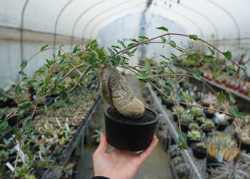 フォッケア エデュリス ”火星人” Fockea edulis | mana's farm:塊