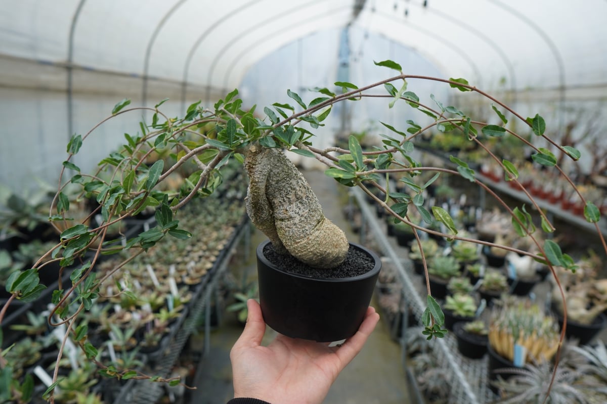 フォッケア エデュリス ”火星人” Fockea edulis | mana's farm:塊