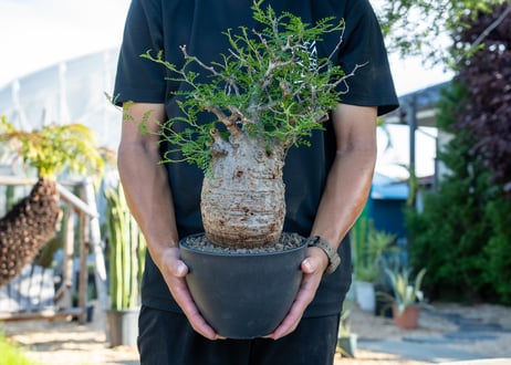 超 激 レア！塊根植物 キフォステンマ グリーンウェイ 発根済 鉢