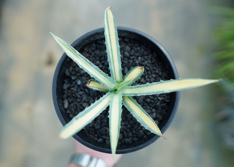アガベ マクロアカンサ錦 Agave macroacantha variegata NO.2 アガベ マクロアカンサ錦 Agave macroacantha variegata NO.2