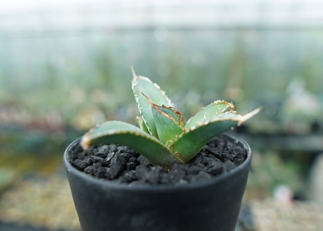 アガベ　チタノタ　FO-76　Agave titanota  FO-76　No.6