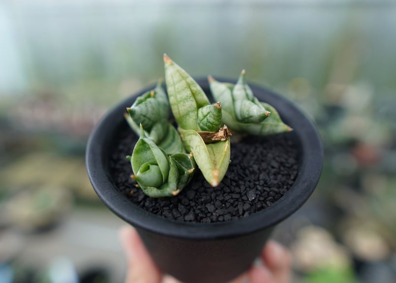 サンセベリア ボンセレンシス スーパードワーフ Sansevieria