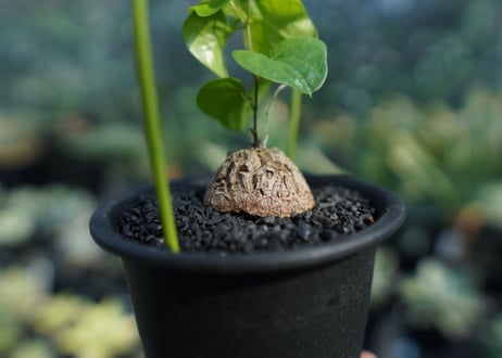 亀甲竜　Dioscorea elephantipes No.4