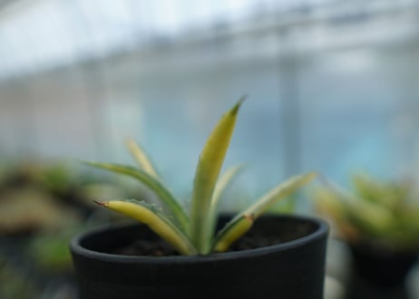 アガベ　マクロアカンサ錦　Agave macroacantha variegata NO.2