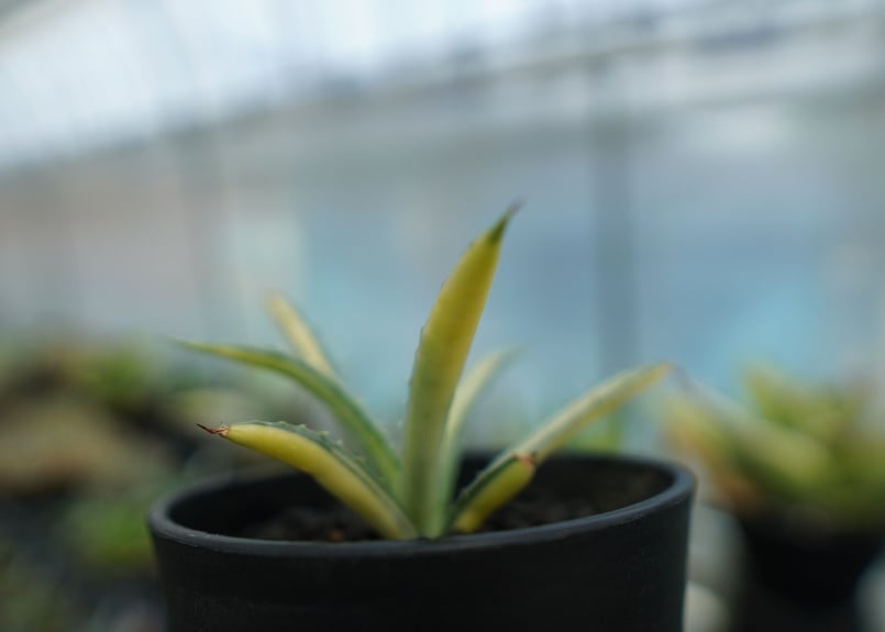 アガベ マクロアカンサ錦 Agave macroacantha variegata NO.2