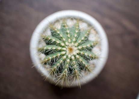 これ一つでインテリアがグッとお洒落に＊多肉植物サボテン3点ＳＥＴ