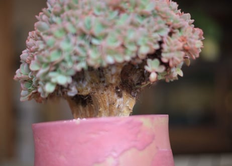 エケベリア  ジャイアントブルー 石化　 Echeveria  Giant Blue