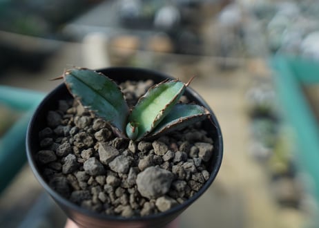アガベ　チタノタ　 ブラックアンドブルー 　Agave titanota black and blue No.3