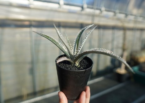 ディッキア　ジョーズ　Dyckia Jaws