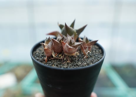 ハオルチア　竜鱗　Haworthia tessellata