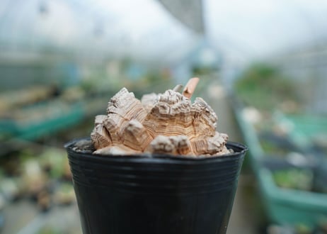 【長谷川園芸産】亀甲竜　Dioscorea elephantipes　No.4
