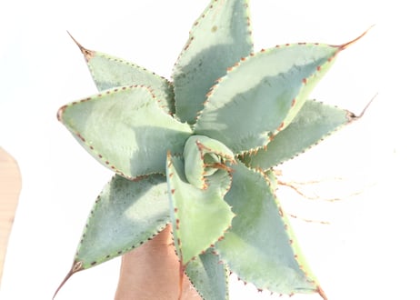 Agave pygmaea 'Dragon Toes'