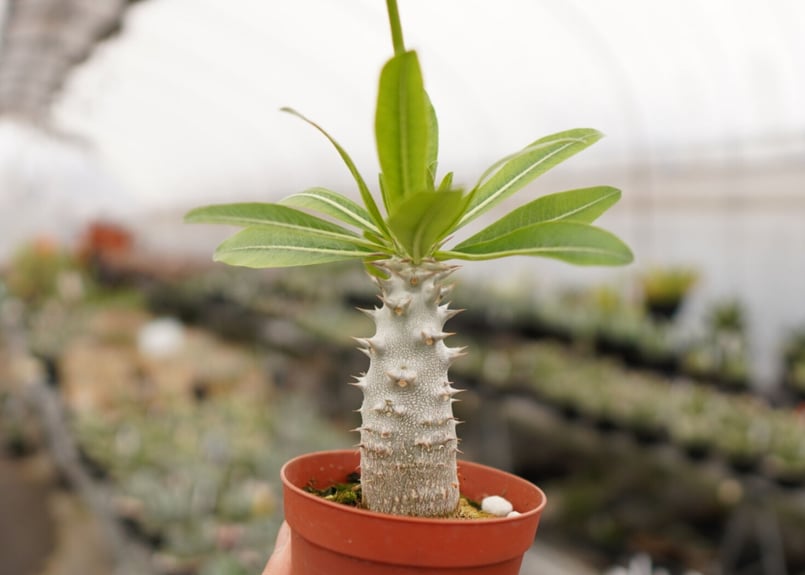 パキポディウム デンシフローラム 大 A NO.1 | mana's farm:塊根植物