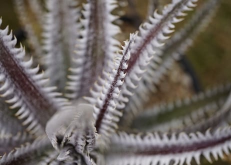 Dyckia Southernstar