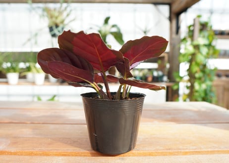 カラテア　ロゼオピクタ　ロージー　Calathea roseopicta ”Rosy”