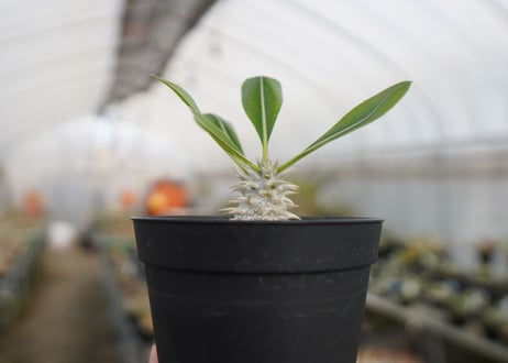 パキポディウム　恵比寿大黒 Pachypodium Densicaule　No.2