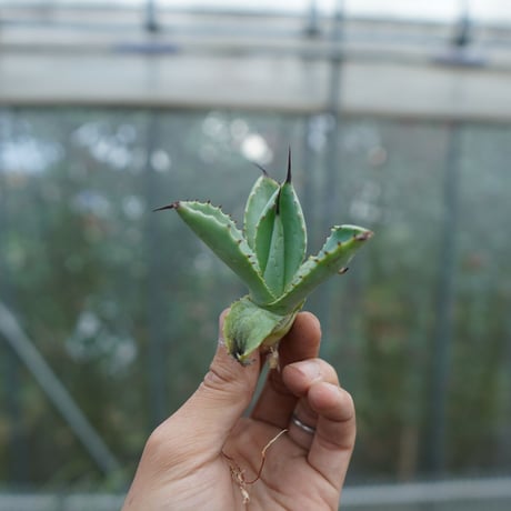 macroacantha | STORES macroacantha | STORES