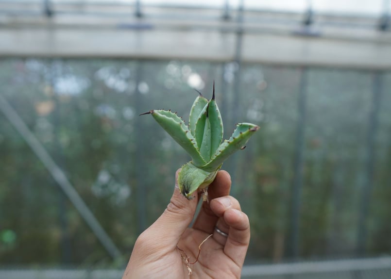 抜き苗】アガベ マクロアカンサ×ポタトラム Agave macroacantha×pota