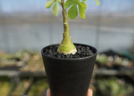 アデニア　グラウカ　Adenia glauca