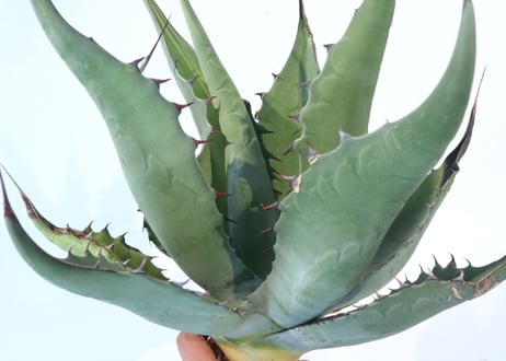 Agave asperrima x gentryi 'Jaws'