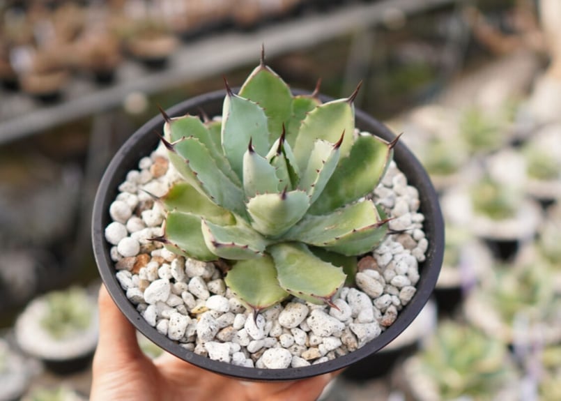 アガベ　八荒雷神　特選　大株 アガベ・八荒雷神｜（中）-002｜agave Potatorum×Macroacantha |