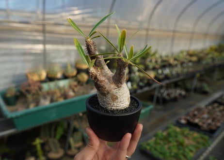 パキポディウム　グラキリス　 Pachypodium Gracilius  No.7