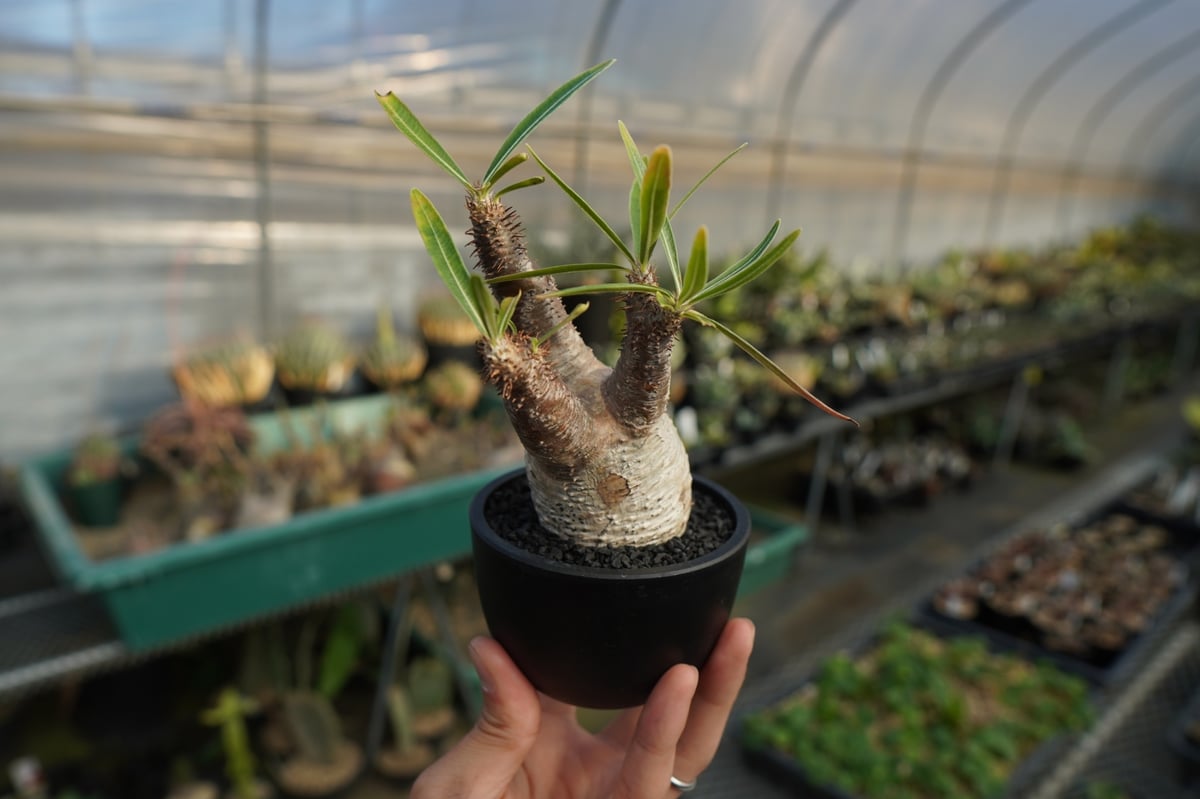 パキポディウム グラキリス Pachypodium gracilius ⑦ パキポディウム グラキリス Pachypodium Gracilius No.7 | ma