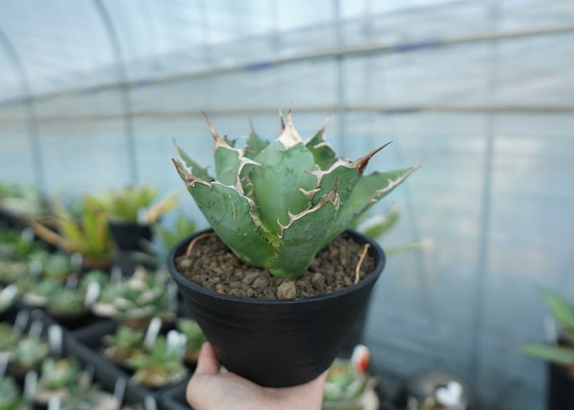 アガベ チタノタ agave titanota A5 | mana's farm:塊根植物・ア