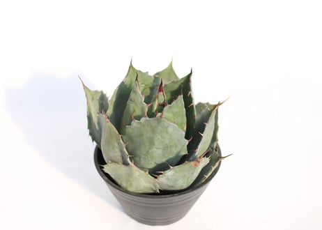Agave 　parrasana Globe