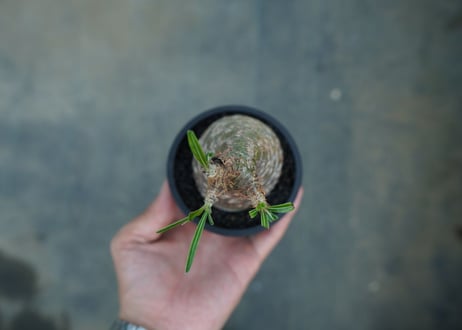 【発根管理中】パキポディウム　グラキリス　 Pachypodium Gracilius  No.5