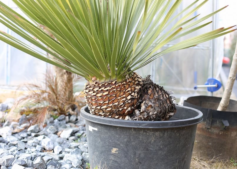ダシリリオン　ウィーレリー　あ ダシリリオン ウィーレリー5号鉢植え の通販 | 園芸ネット