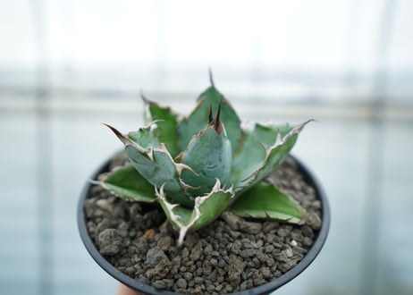 アガベ　チタノタ　 ブラックアンドブルー 　Agave titanota black and blue No.2