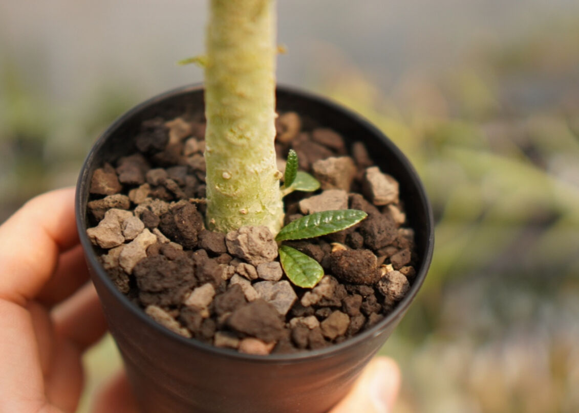 ドルステニア ギガス NO.2 | mana's farm:塊根植物・アガベ・ドライ