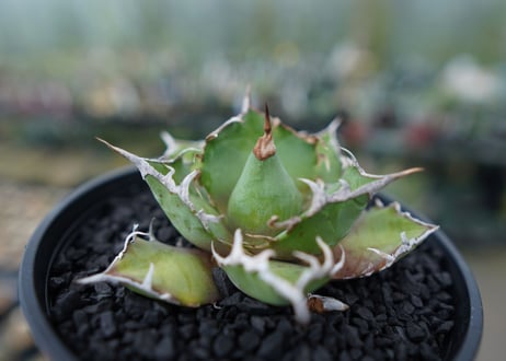 アガベ チタノタ シーザー agave titanota caesar　No.1