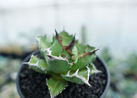 アガベ　チタノタ　姫厳竜　Agave titanota dwarf　No.1