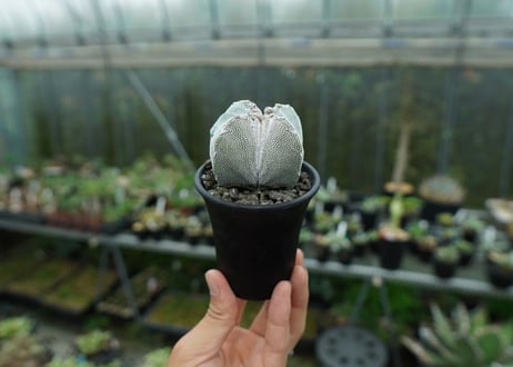 恩塚鸞鳳玉　Astrophytum myriostigma cv.