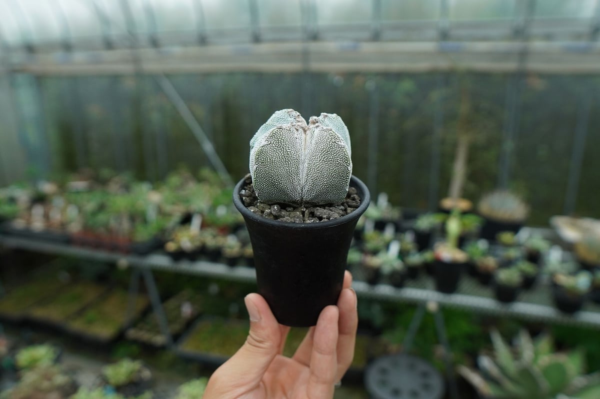 恩塚鸞鳳玉 Astrophytum myriostigma cv. | mana's farm