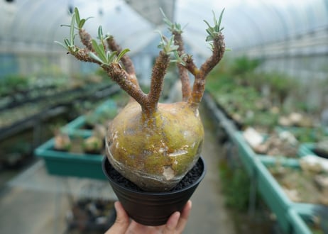 パキポディウム　グラキリス　 Pachypodium Gracilius  No.1