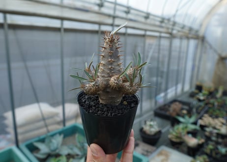 パキポディウム　カクチぺス　Pachypodium cactipes  No.1