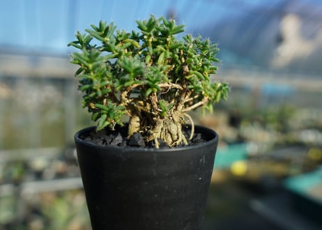 トリコディアデマ ステラツム　Trichodiadema stellatum  No.2