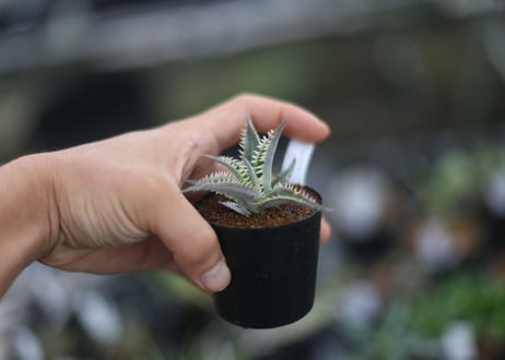 dyckia fighting tiger