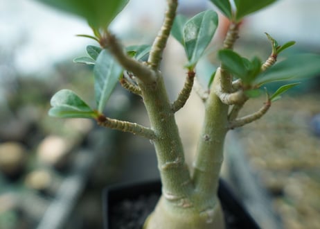 アデニウム　Adenium　No.11