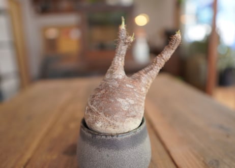 パキポディウム　グラキリス　 Pachypodium Gracilius