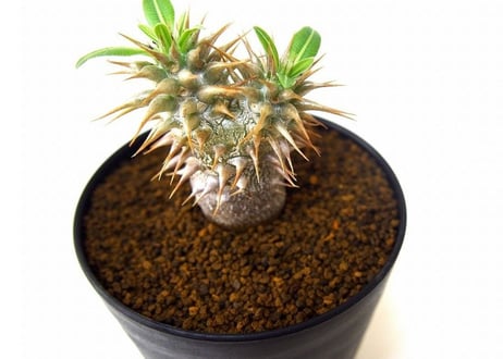 パキポディウム ロスラーツム　 Pachypodium rosulatum no.4