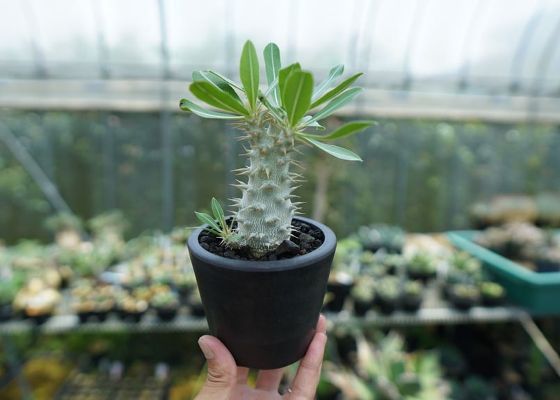 パキポディウム ホロンベンセ Pachypodium horombense | mana's