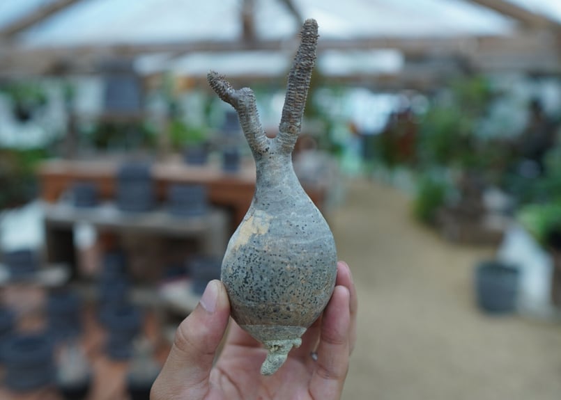 抜き苗】パキポディウム グラキリス Pachypodium Gracilius No.6