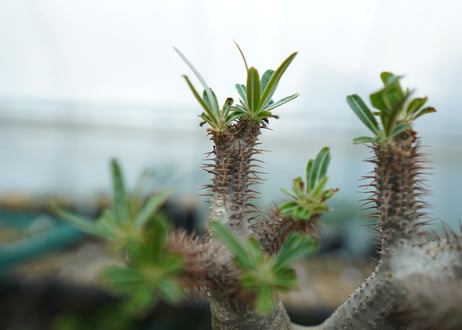 パキポディウム　グラキリス　 Pachypodium Gracilius  No.5