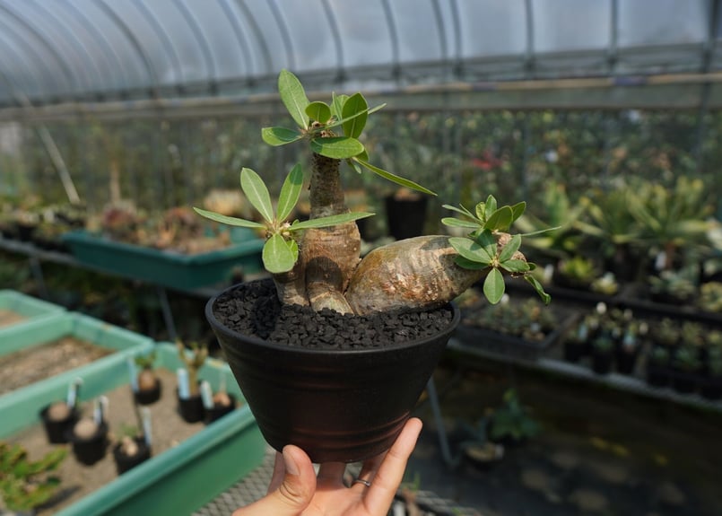 パキポディウム マカイエンセ Pachypodium makayense No.4 | man